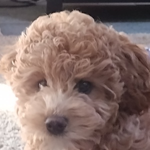 Fundraising Page: Joey Lynn Fiora